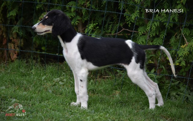 BRIA 9T 1