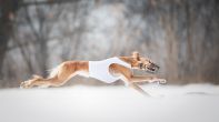 _DSC4769_small