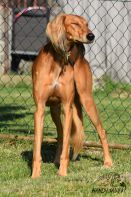 Amerigo_2