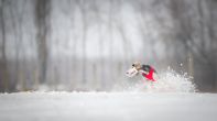 _DSC4910_small